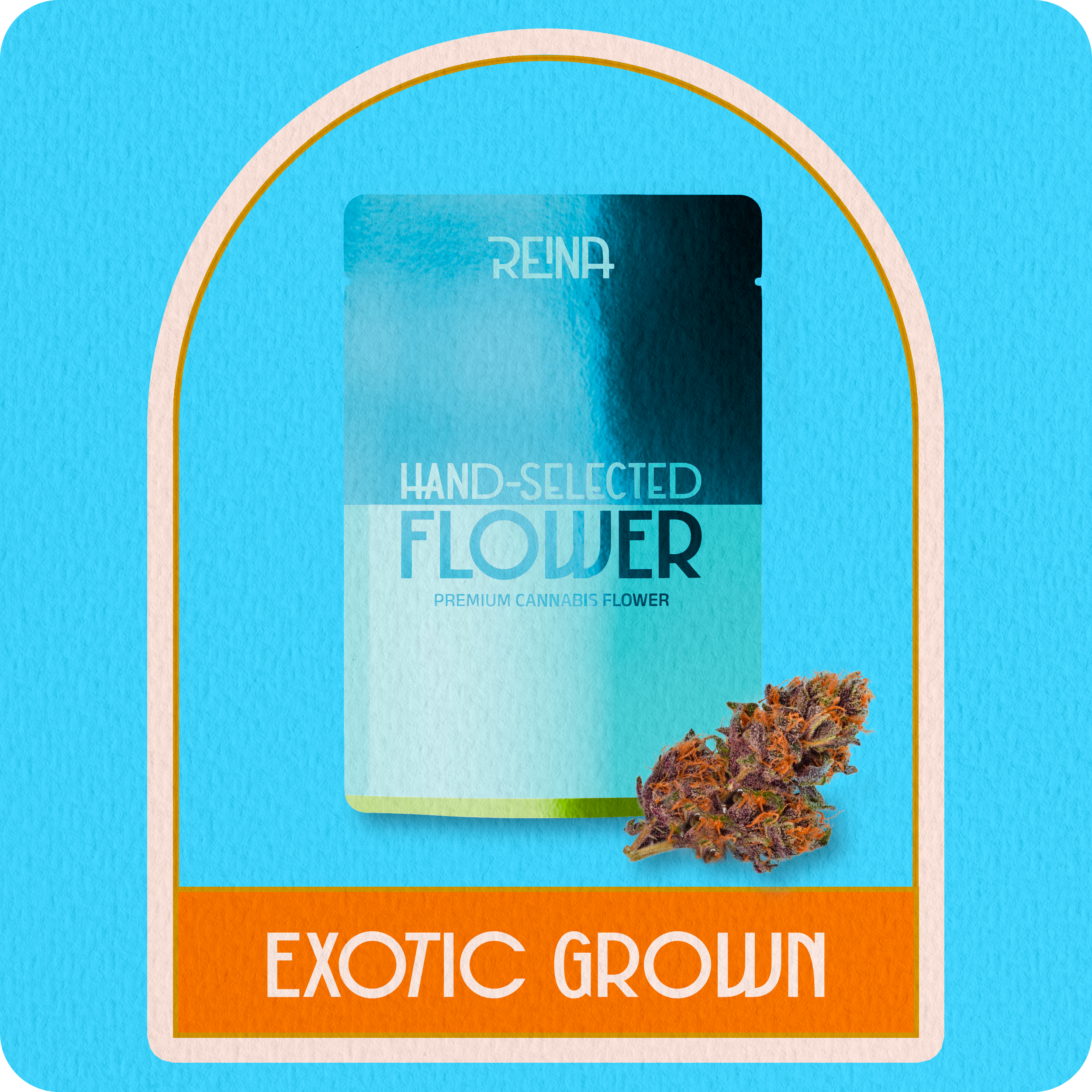 Hybrid Exotic Flower